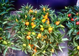 Peppers Capsicum Vegetable