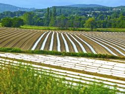 Crop Rows Agriculture