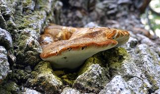 Mycology Fungus Food