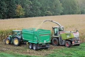 Harvest Corn Autumn On The