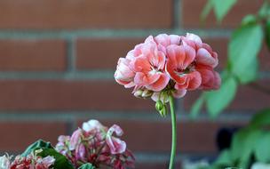 pink wild flowers in spring garden