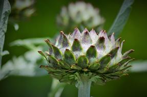 artichoke flower