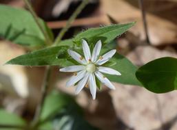 Star Chickweed Flower