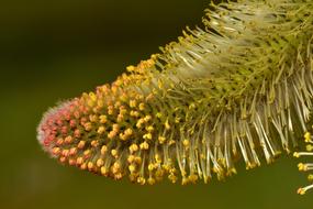 Willow Catkin Pasture Tender