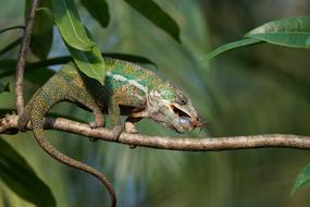 Panther Chameleon Food Eat