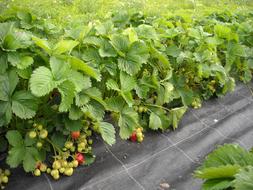 Strawberries Plants Green