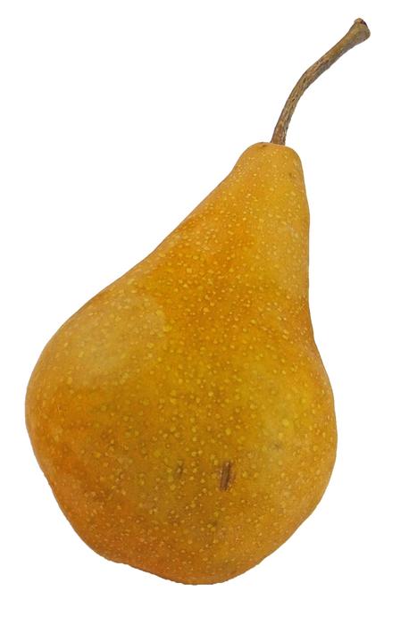 Pear Bosc