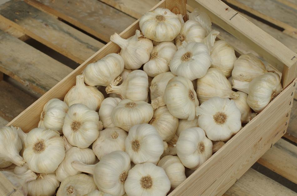 Garlic White Wallpaper