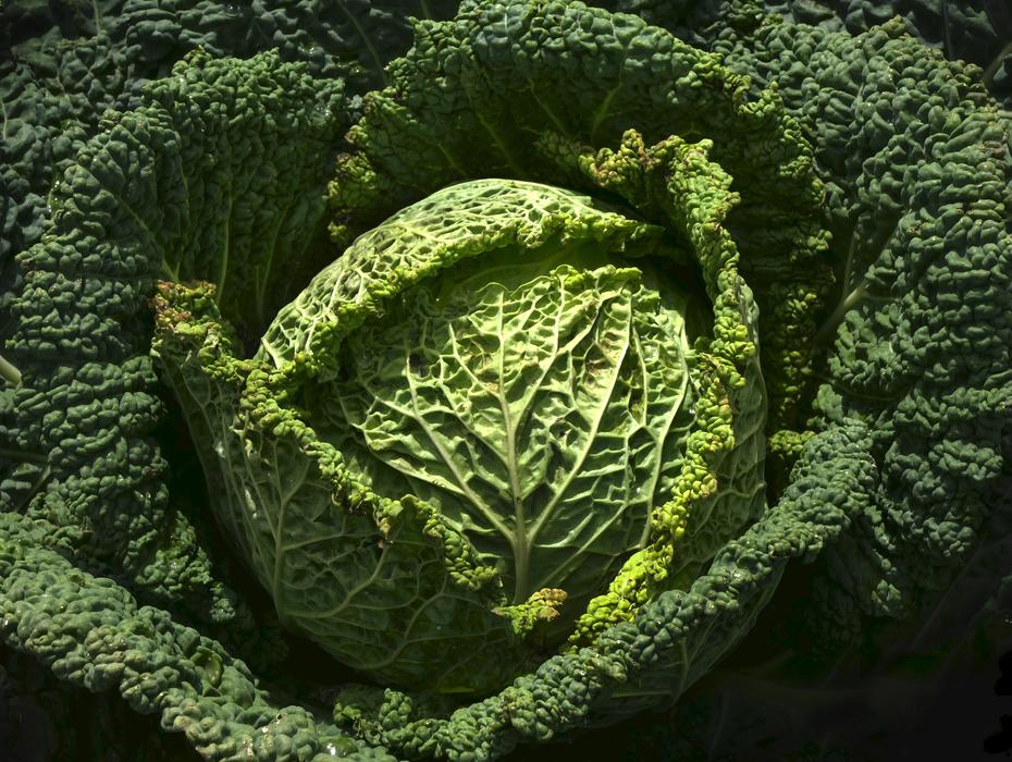 Vegetables Savoy Drop Of Water