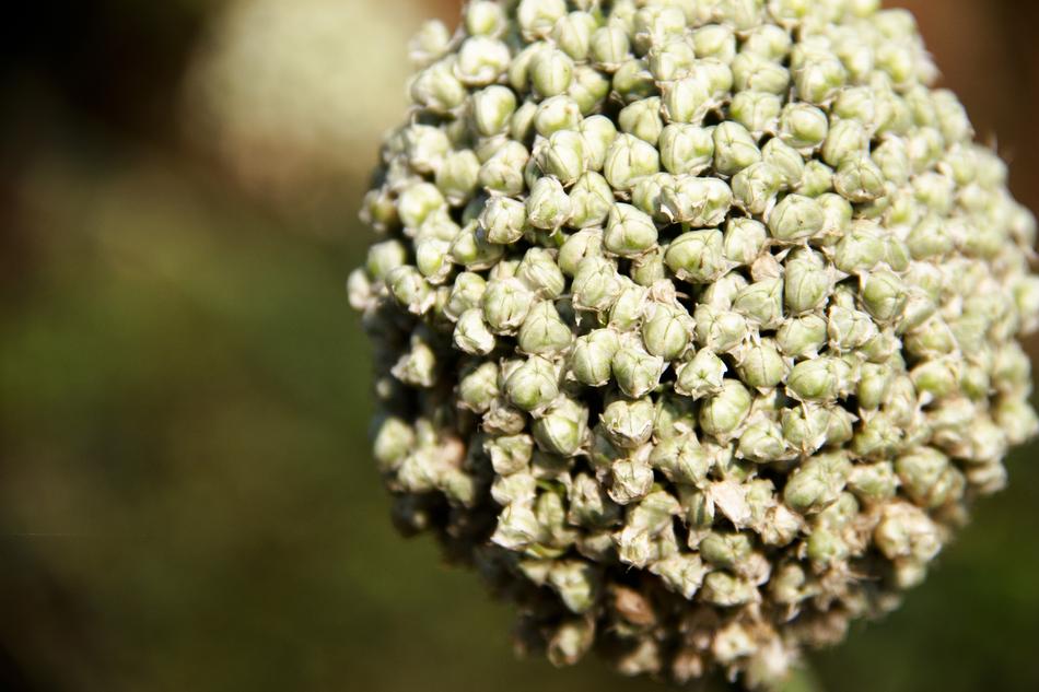 Background Nature Vegetable