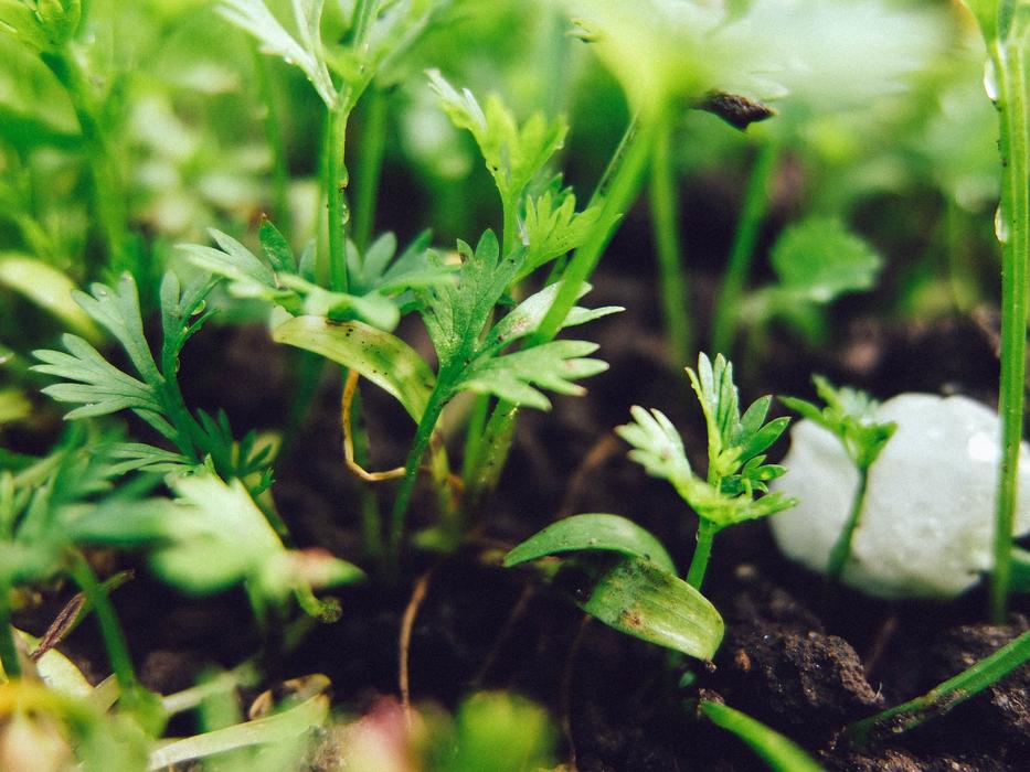 Land Sprouts Background
