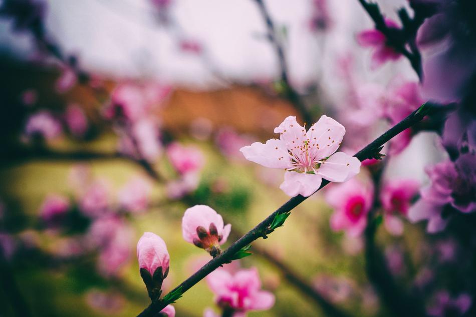 Flower Nature Plant Kinds Of