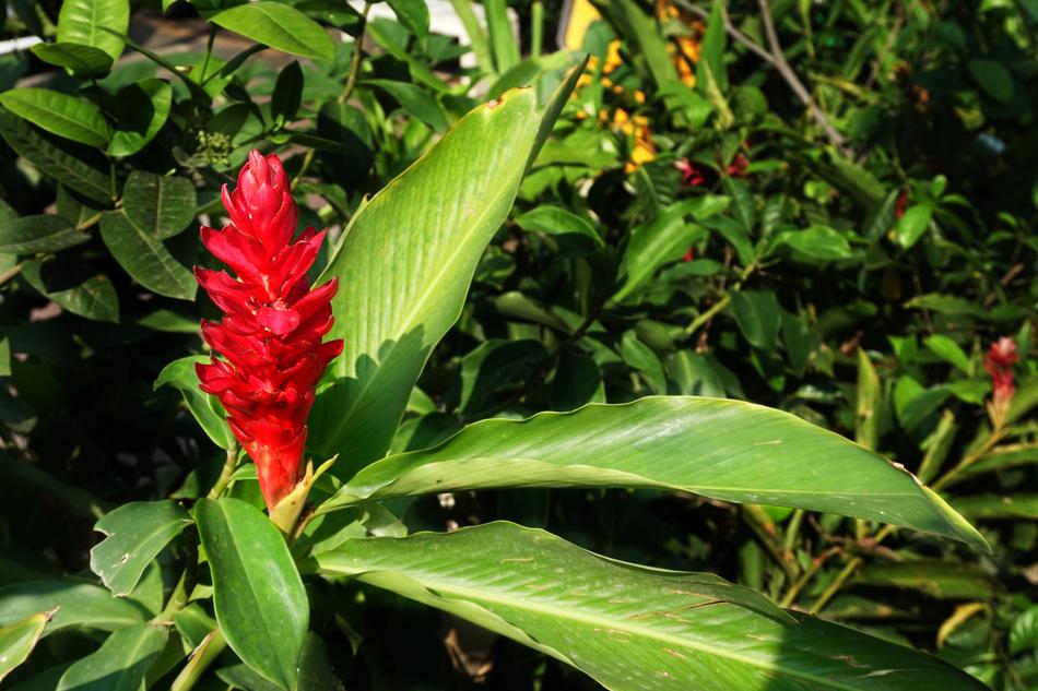 Red Ginger Herb