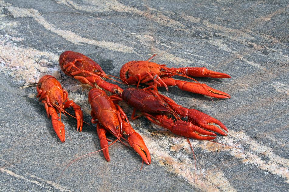 Cooked Red Crustacean