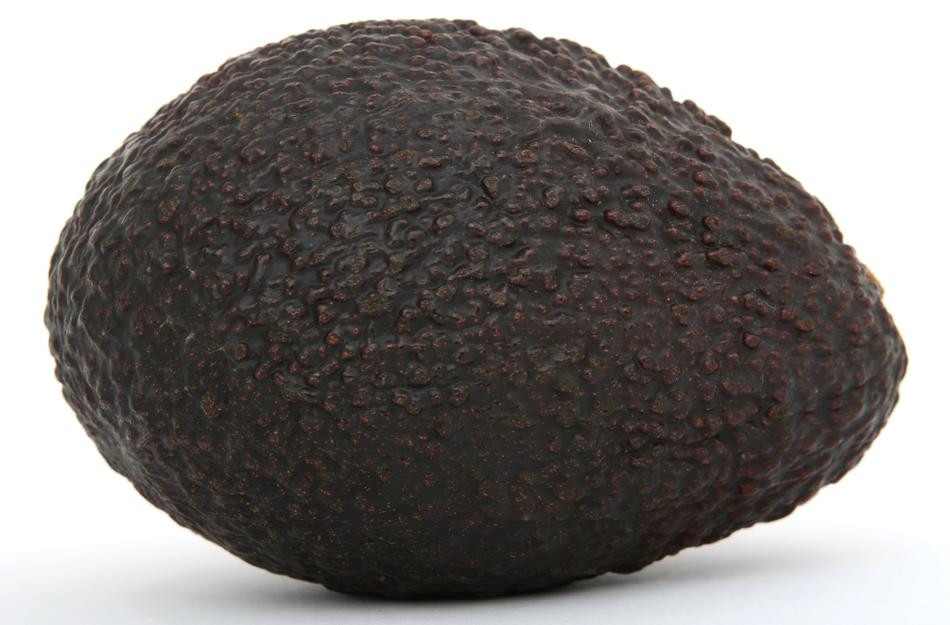 Appetite Avacado Avo