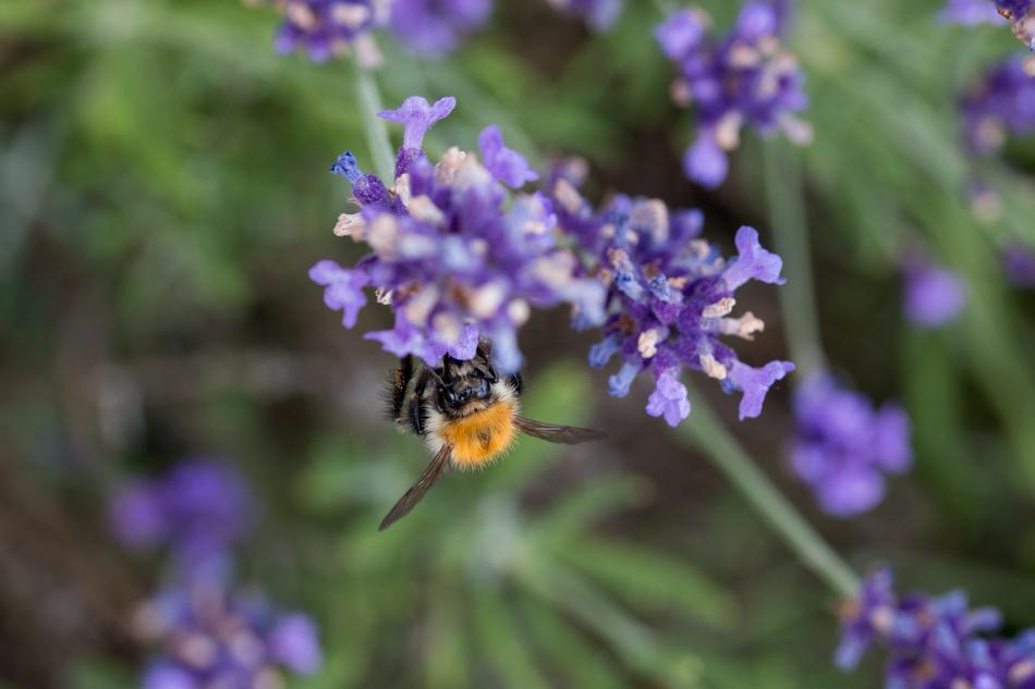 Lavender Bee Honey