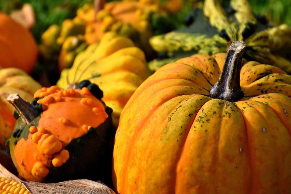 Close-up of the colorful and beautiful pumpkins in sunlight, in the autumn