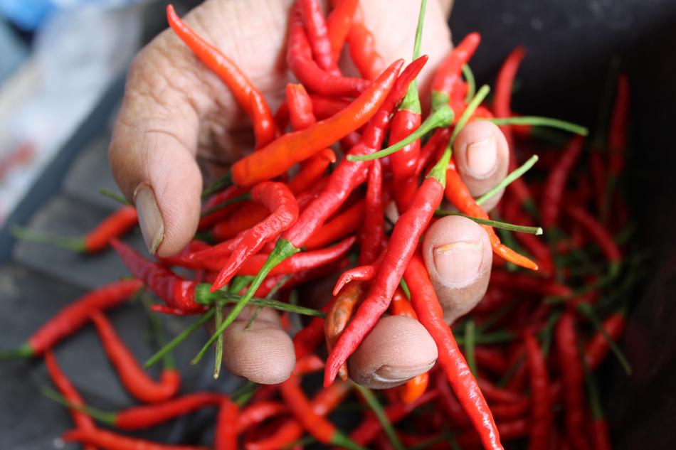 Farmland Chilli Rai
