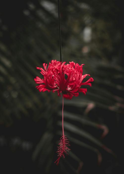 Close-up of the beautiful red and pink flower, at blurred background