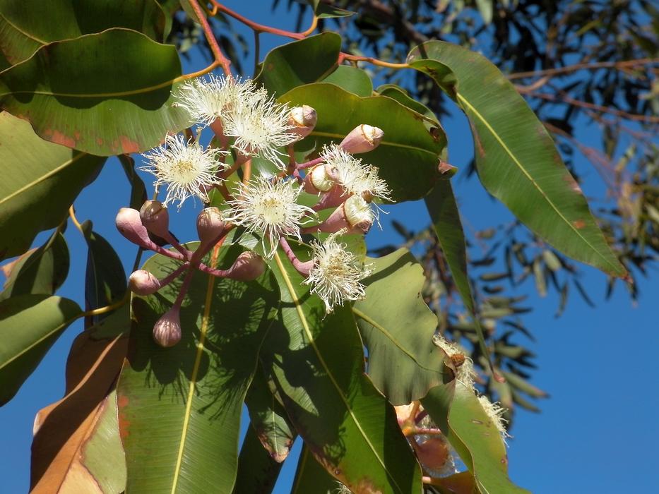 Gum Blossom Nature