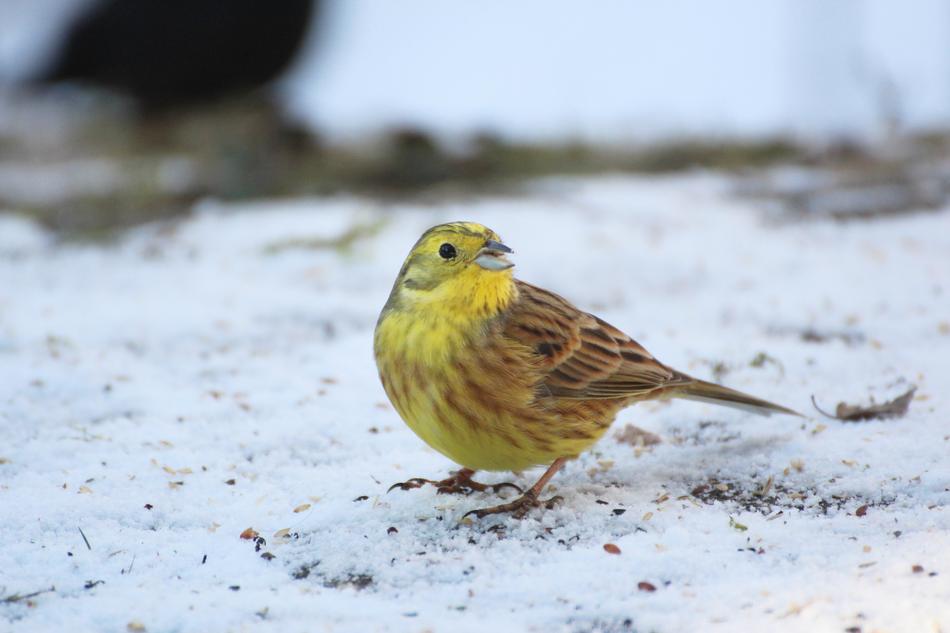 Goldammer Bird Winter
