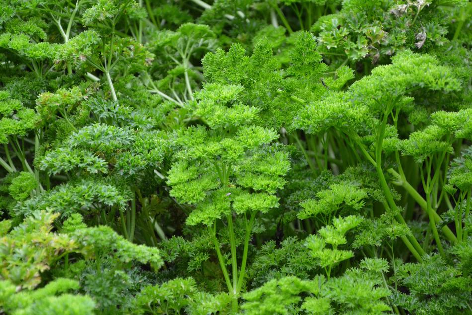 Parsley Branches Of Persil