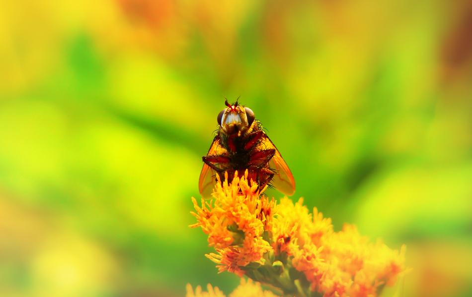 Rusty Insect Muchowka The