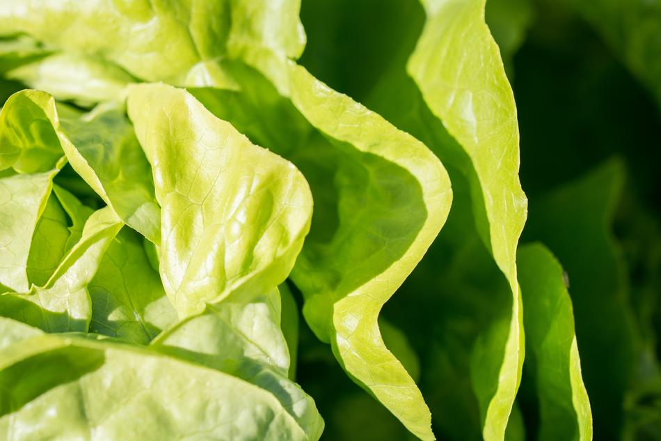 Salad Lettuce Green