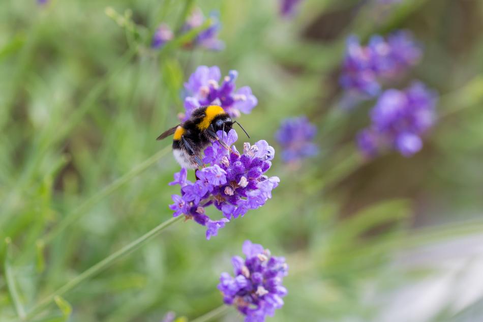 Lavender Bee Honey