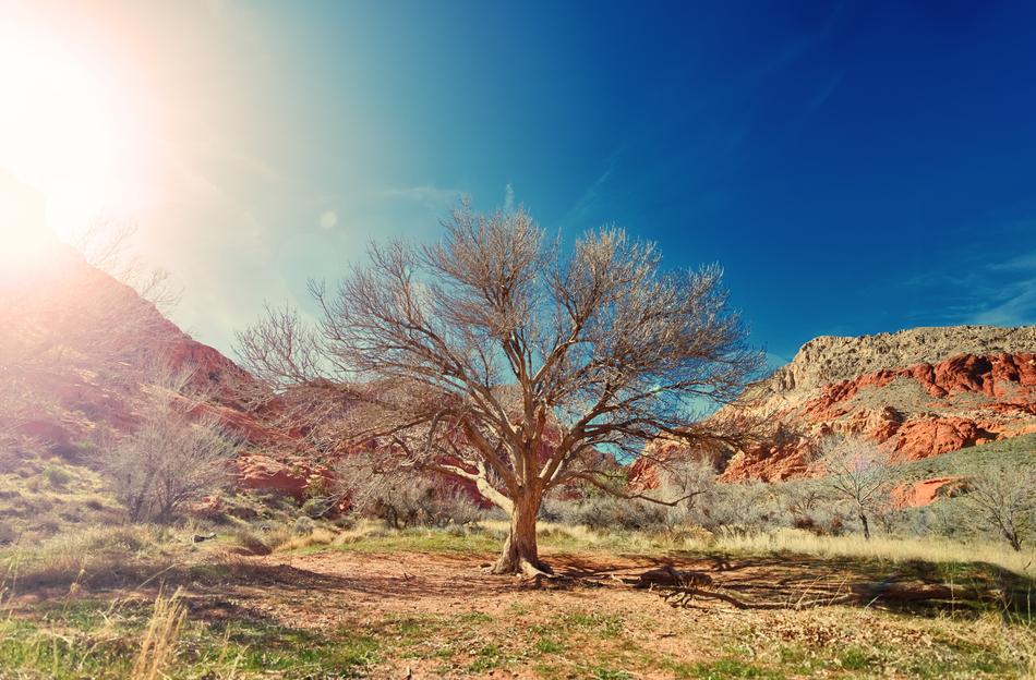 Nature Tree National
