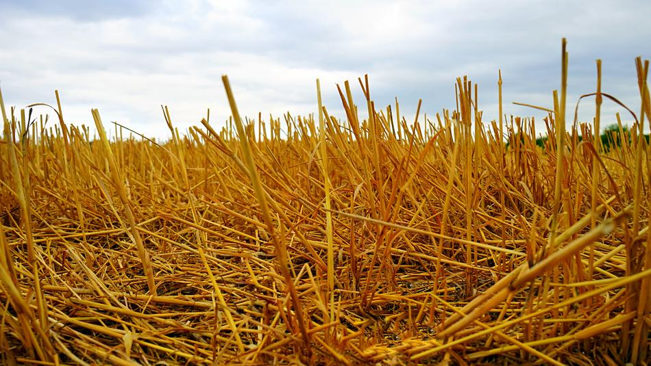 Gold Nature Dry