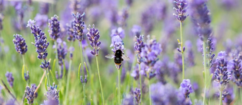 Lavender Bee Honey