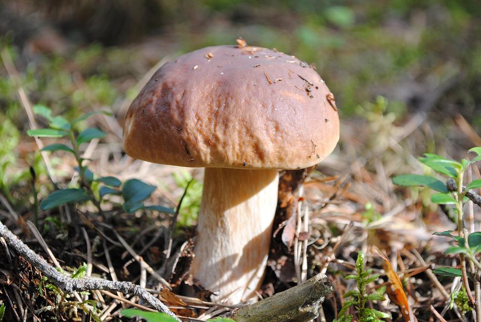 Mushrooms Forest Nature