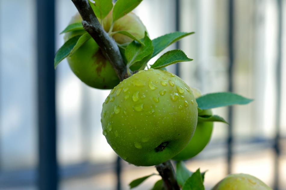 Fruit Leaf Food