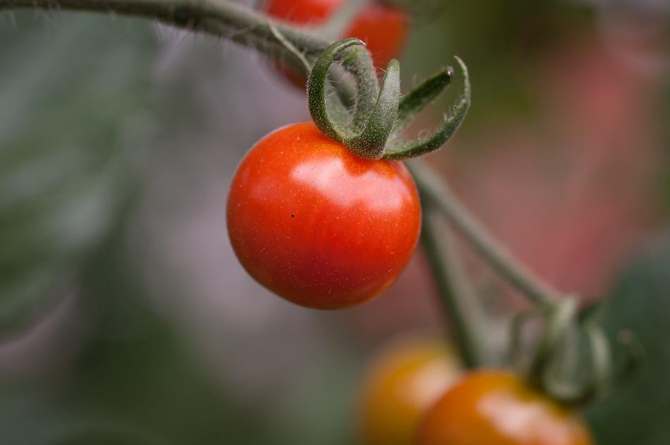 Tomato Panicle Red