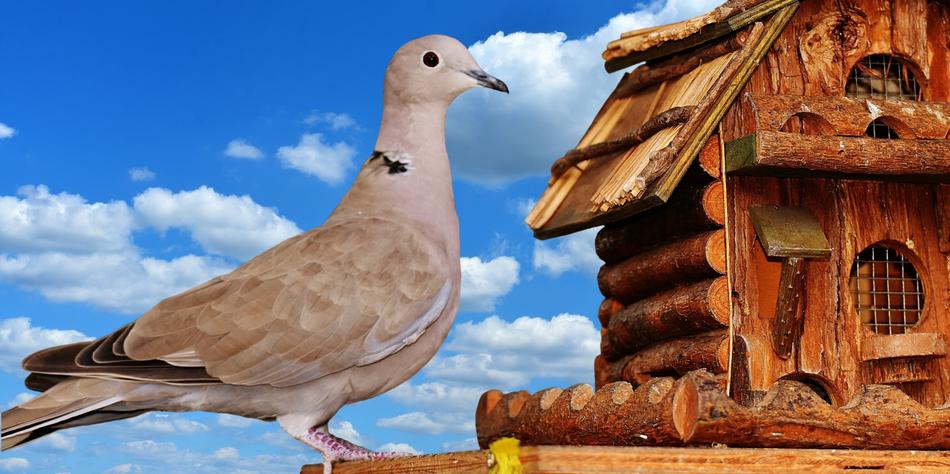 Dove Bird Food