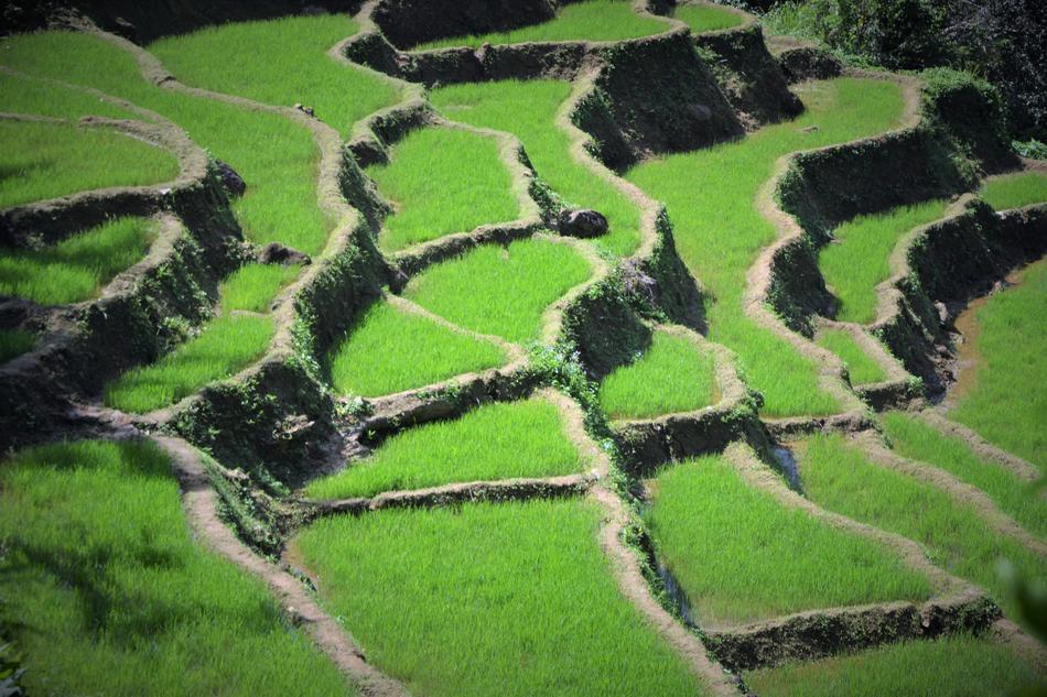 rice Agriculture Nature