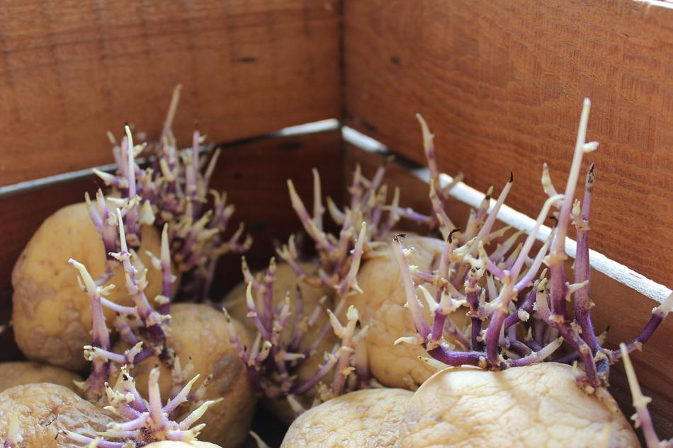 Potato Nature Food