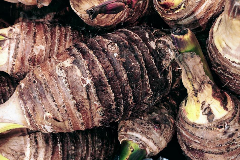 Taro Root Tuber Caladium