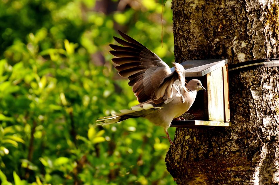 Dove Bird Food
