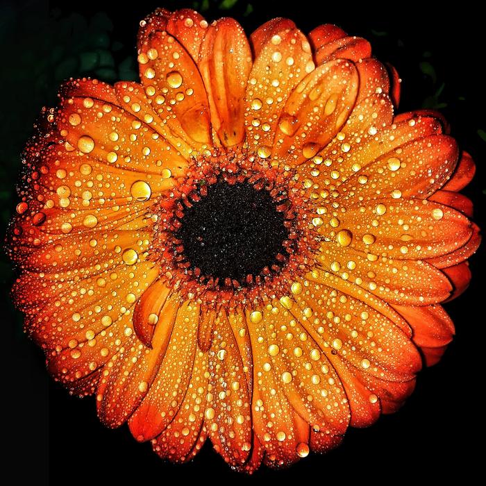 Orange flower with drops on petals