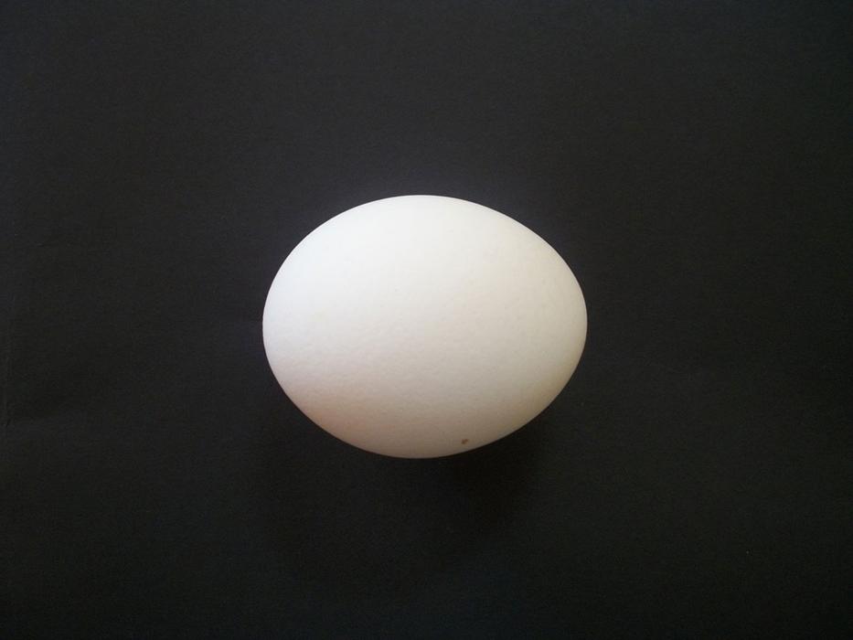 Egg Isolated Chicken