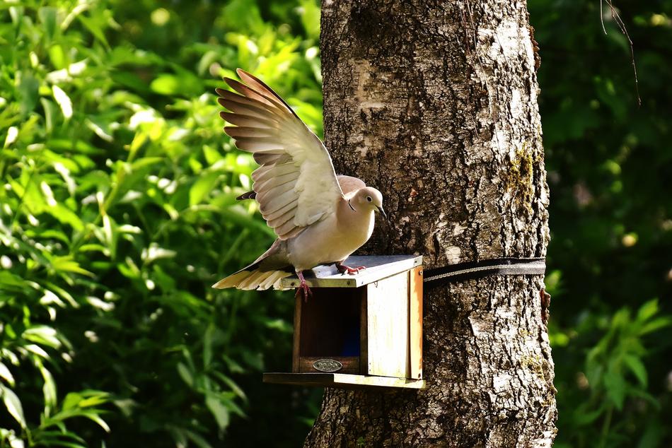 Dove Bird Food