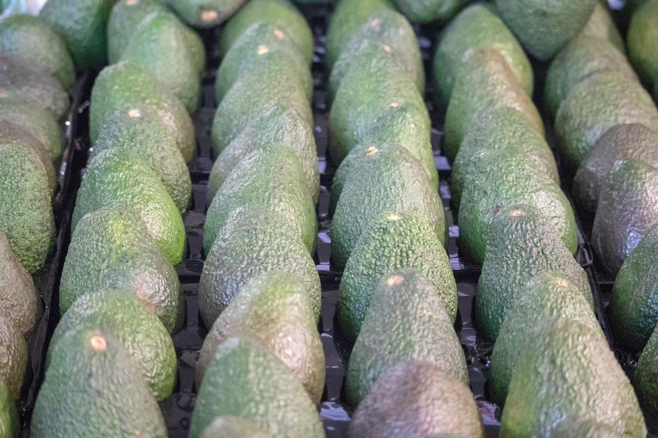 Avocado Vegetables Row