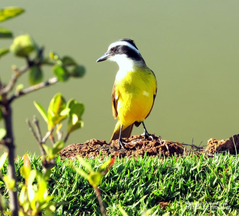 Bem-Te-Vi Bird Corner