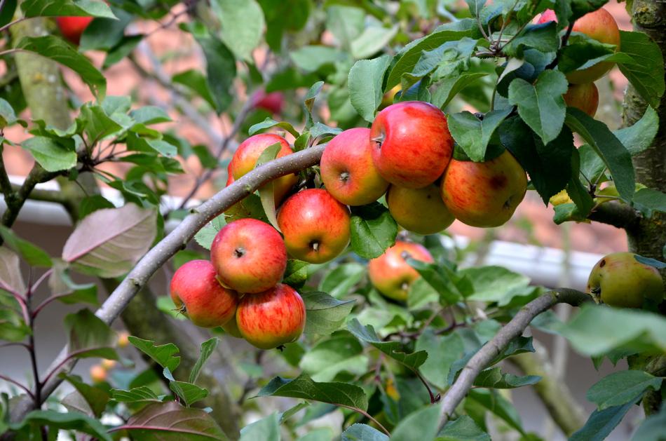 Apple tree in the village