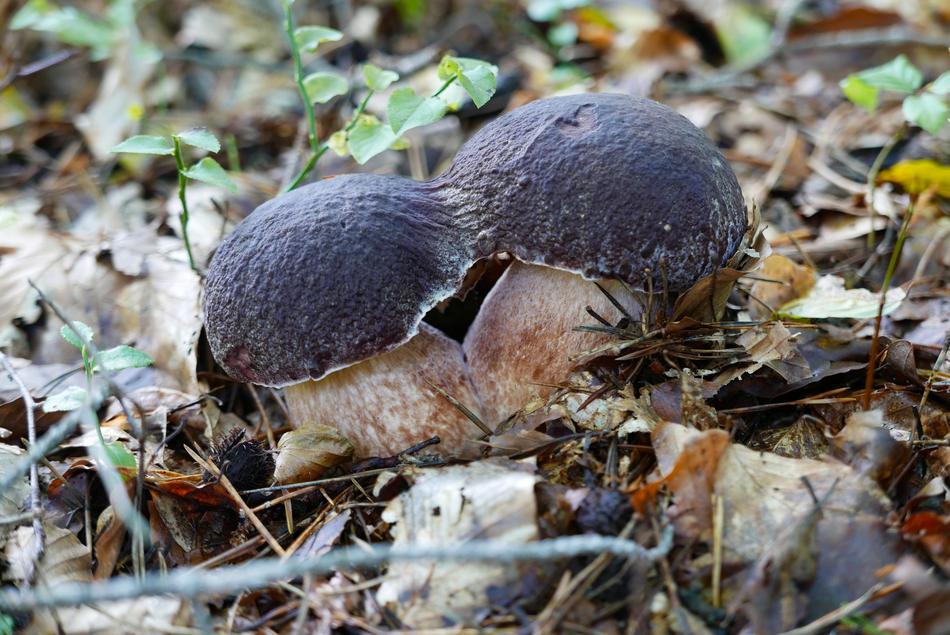 Mushrooms Nature Food