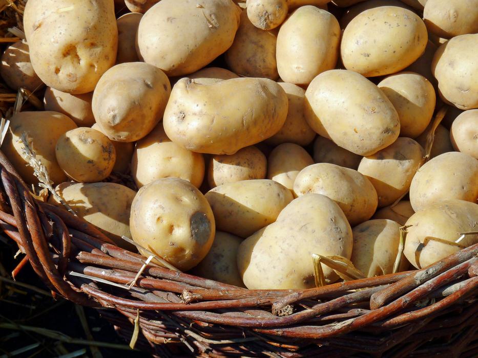 Potato Autumn Nature