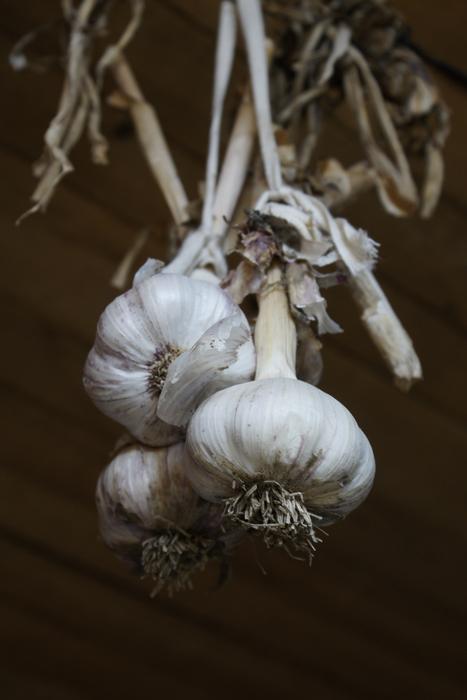 Garlic Vegetables Food