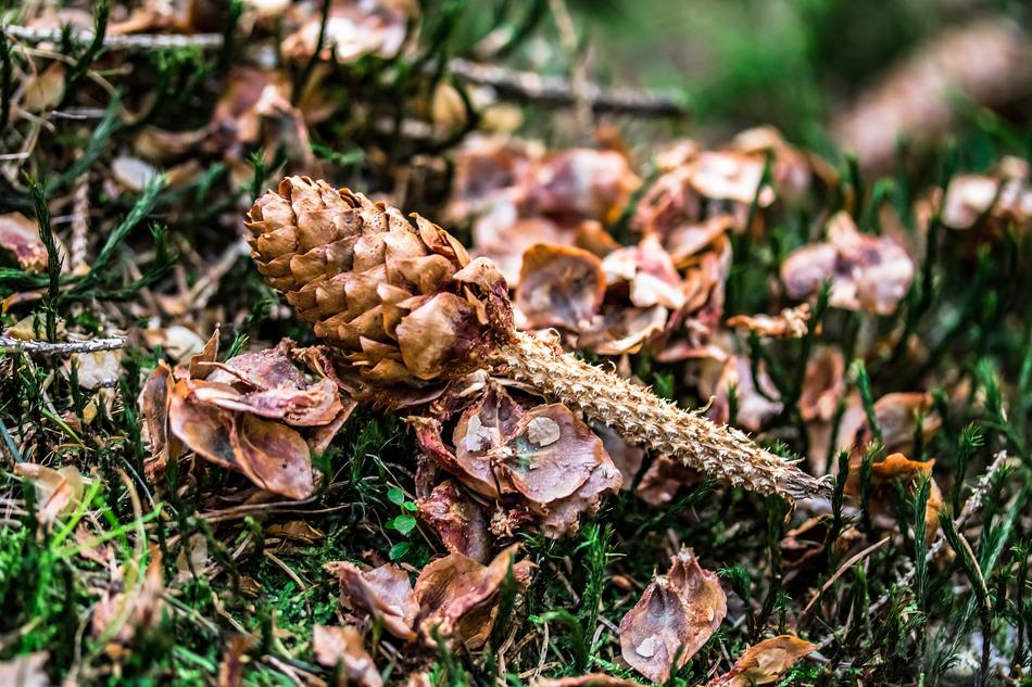 Charred Pine Cones Seed Scales